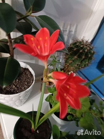 Гиппеаструм