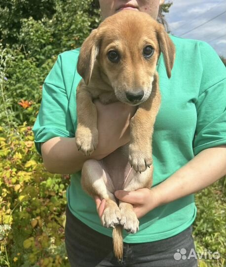 Щенок вырастет небольшим