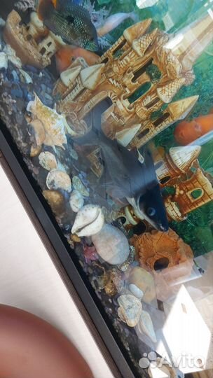 Отдам в добрые руки сом акулий