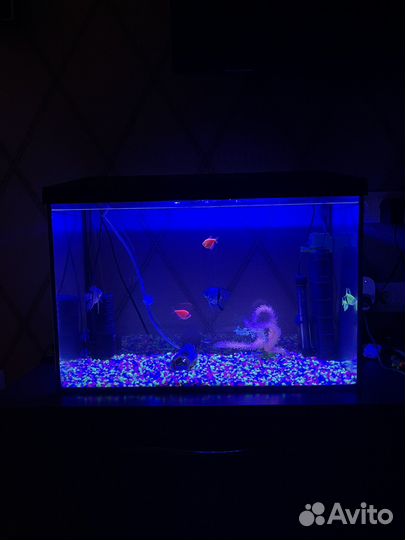 Аквариум с рыбками