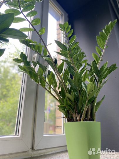 Замиокулькас