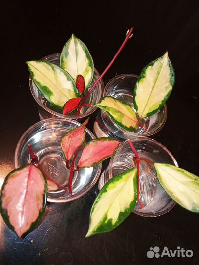 Хойя карноза триколор