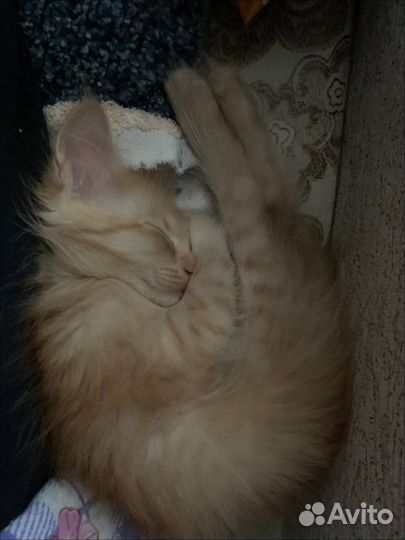 Кошка в дар