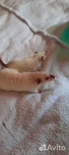 Крысы дамбо