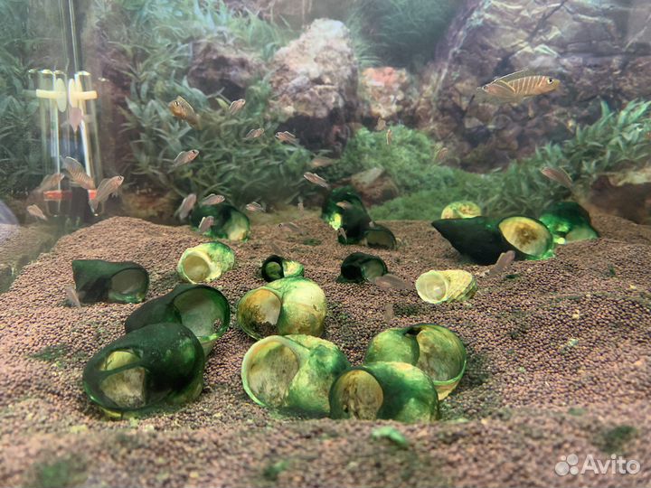 Лампрологус симилис