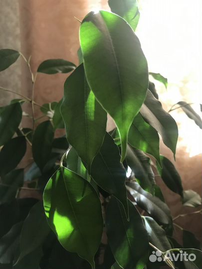 Фикус бенджамина