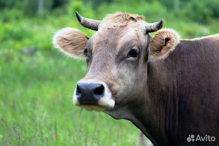 Продам доильный аппарат