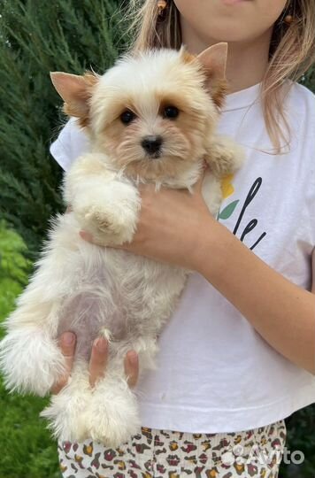 Голддаст мальчик