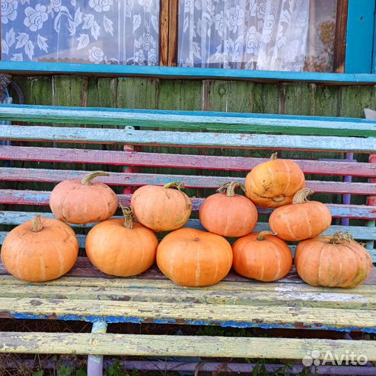 Калина, Тыква