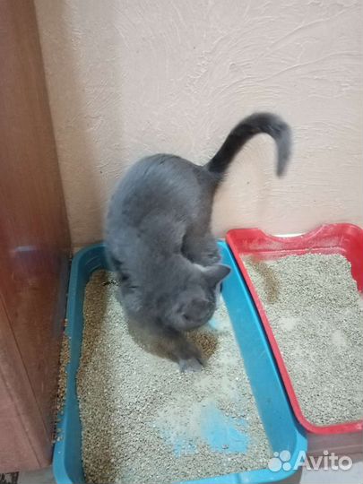 Котёнок в дар