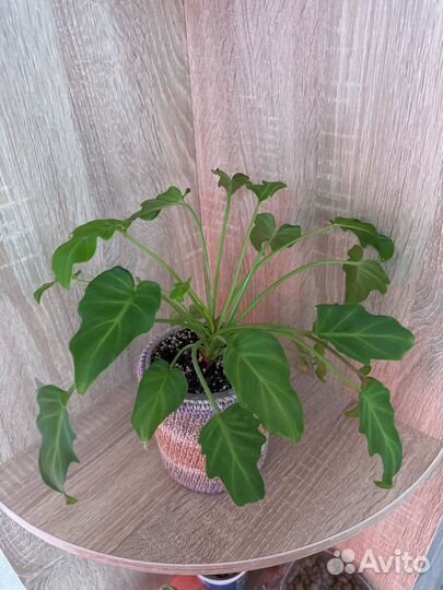 Филодендроны