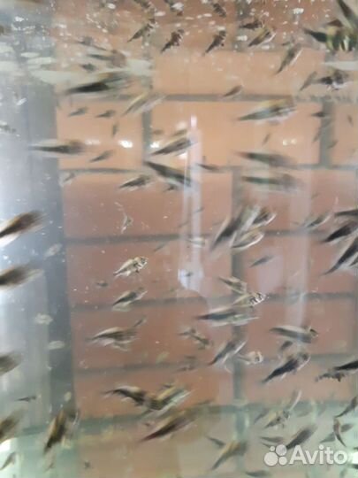 Аквариумные рыбки Астронотусы