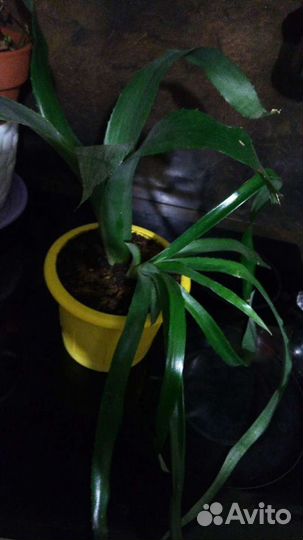 Сеткреазия.Панданус.Ктенанты