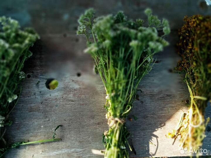 Зверобой, тысячелистник