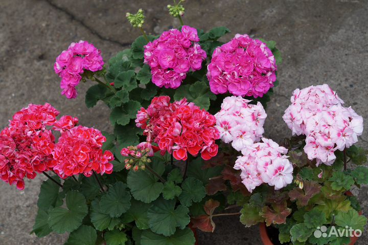 Предлагаю укорененные черенки сортовых пеларгоний