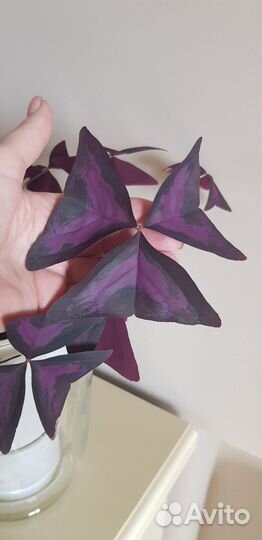 Комнатные цветы кислица