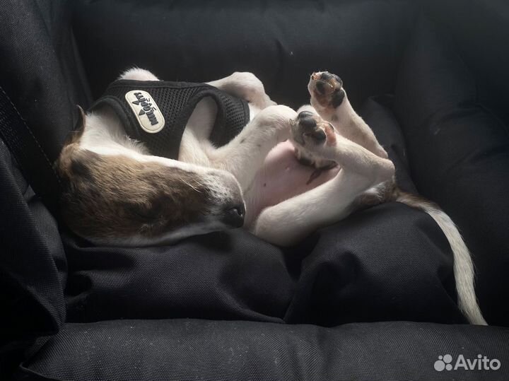 Щенок девочка 2-3 месяца, 2,7 кг