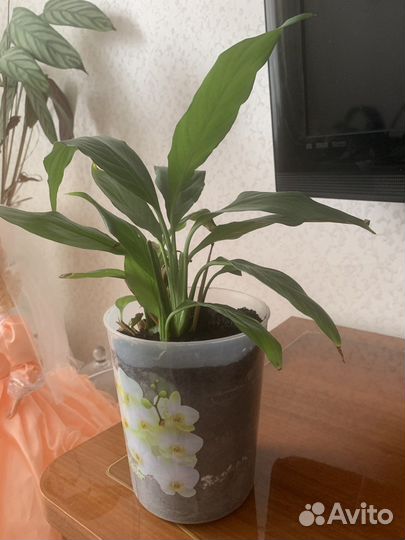 Спатифиллум или женское счастье