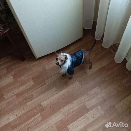 Куртка для собак мелких пород