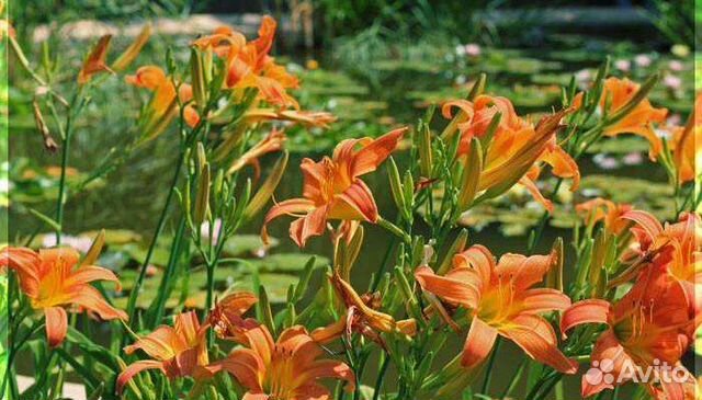 Лилейник оранжевый и жёлтый, хоста