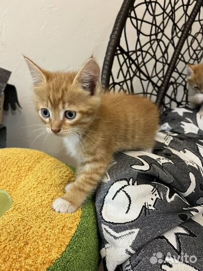 Котята в добрые руки даром