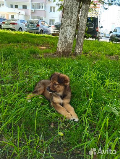 Щенки бесплатно