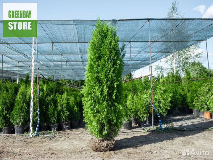 Туи колумна 2 м свежая копка 2023