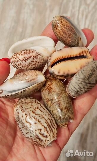 Ракушки с Оманского залива