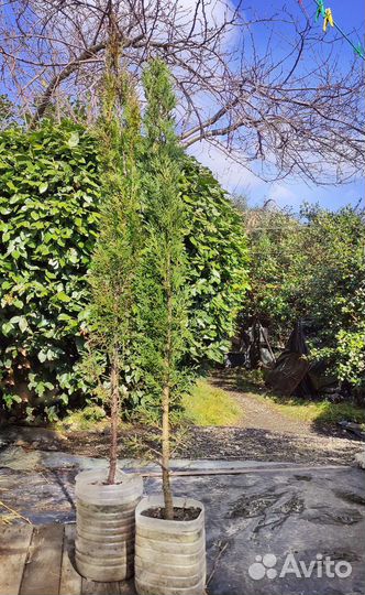 Кипарис пирамидальный