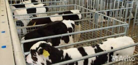 Бычки и телята