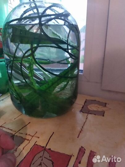 Аквариумные растения