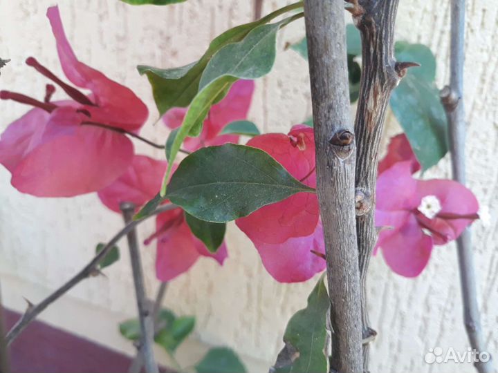 Бугенвиллия