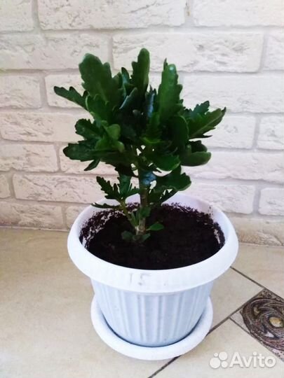 Каланхоэ цветущий