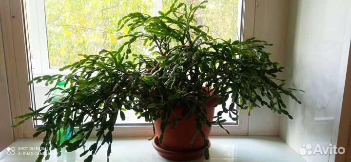 Декабрист шлюмбергера