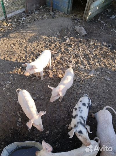 Продаю поросят возраст 40 дней