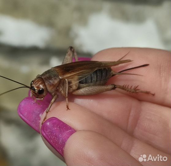 Сверчок банановый