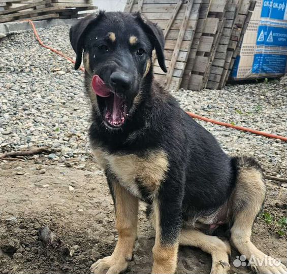 Восточноевропейская овчарка помесь