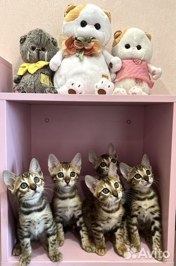 Бенгальские котята