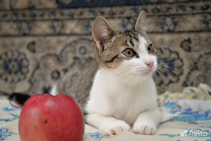 Очень ласковая малышка кошечка