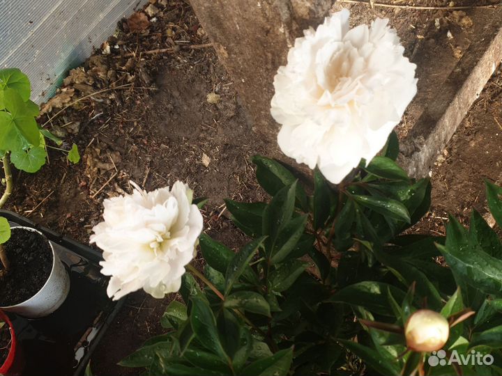 Пионы на срез