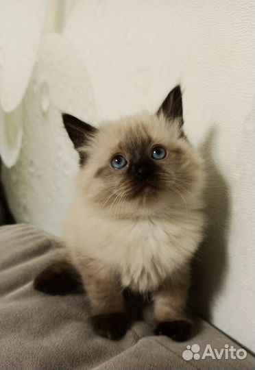 Котята Невская Маскарадная