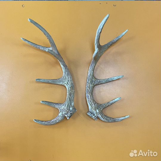 Рога оленя