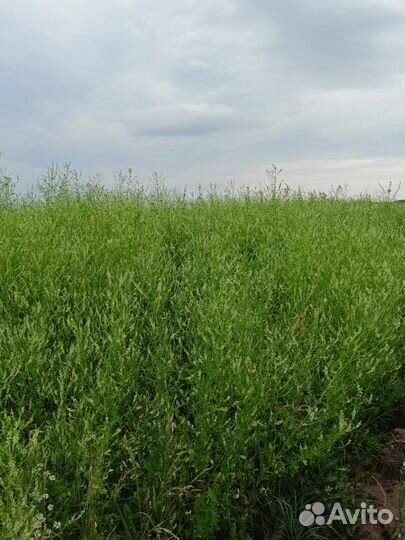 Мед оптом и в розницу 2023, прополис