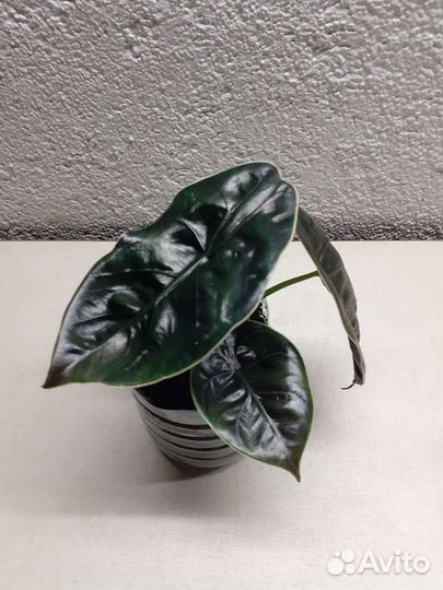 Алоказия Азлани