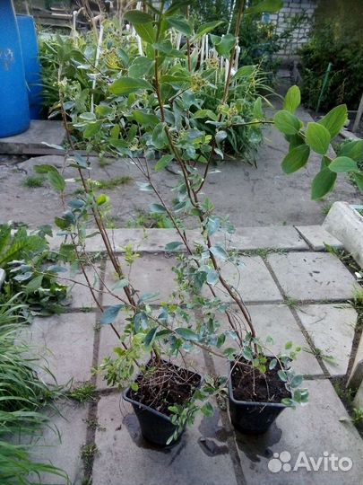 Спирея ниппонская