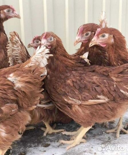 Куры-несушки