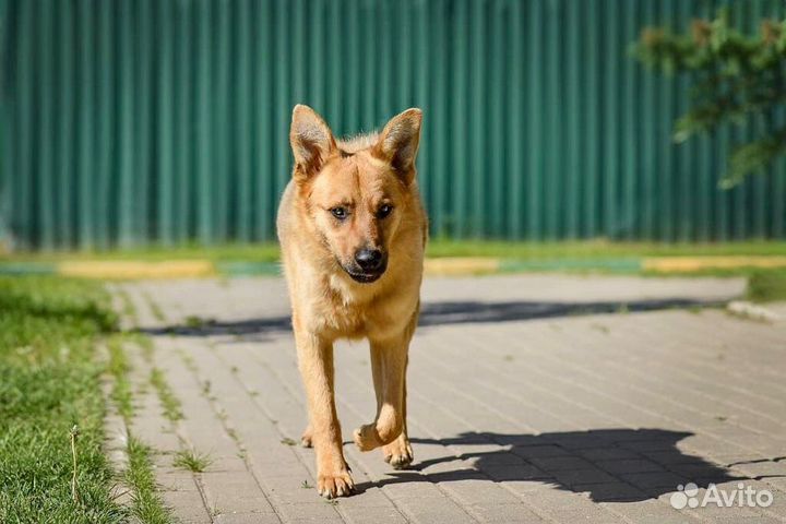 Пес, которого никто не замечает