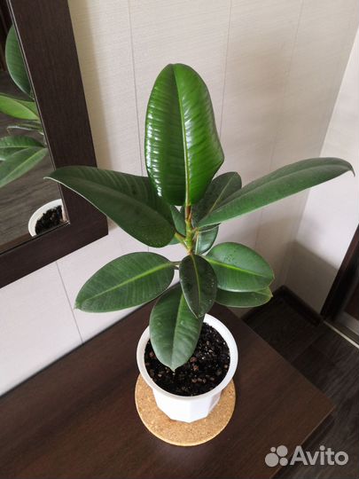 Фикусы, хлорофитумы, аглаонемы