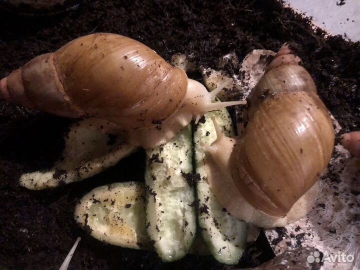 Улитки ахатины бесплатно