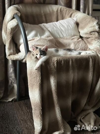 Котенок девочка